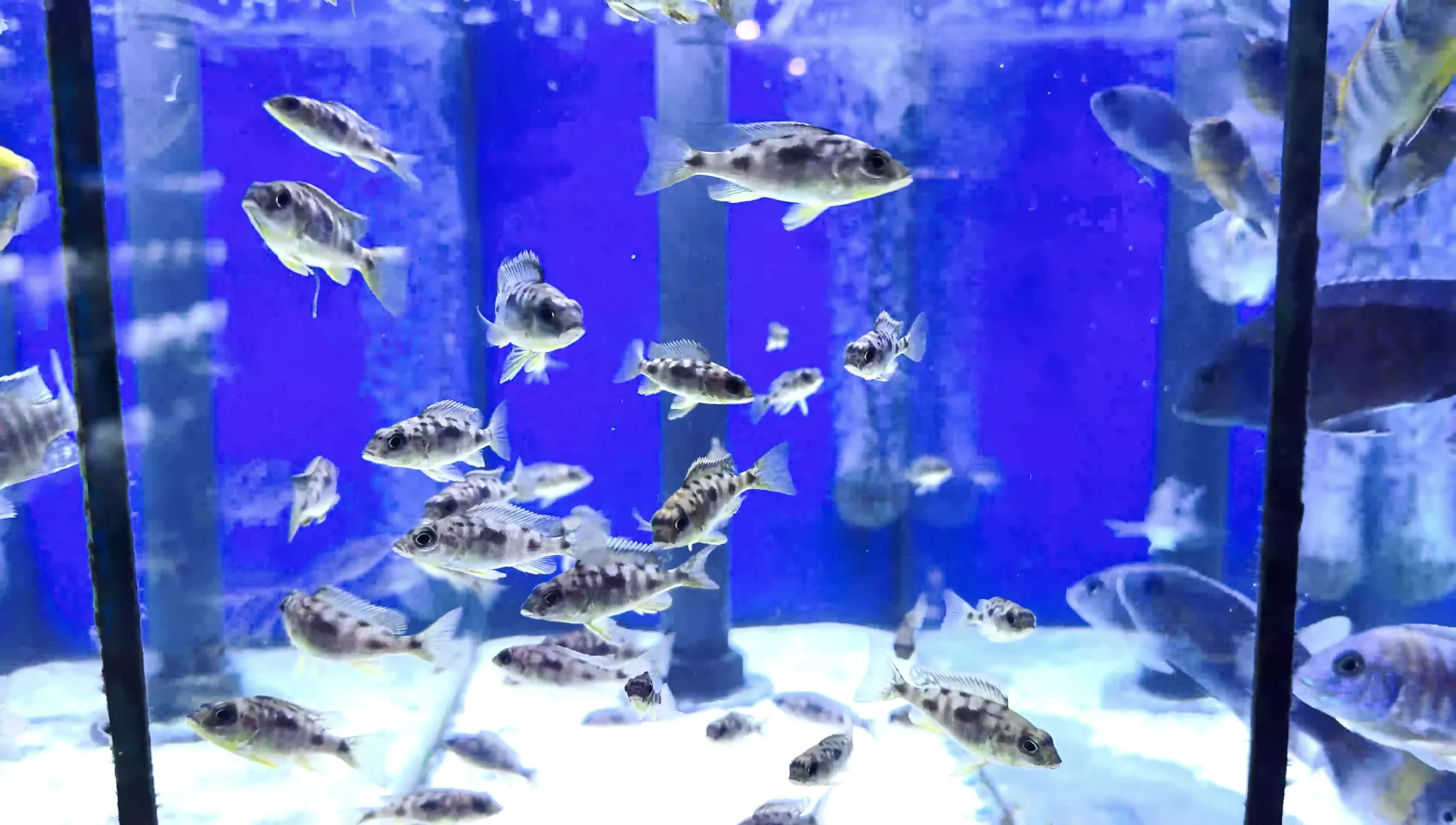 Close-up of colorful peacocks and other African cichlids.