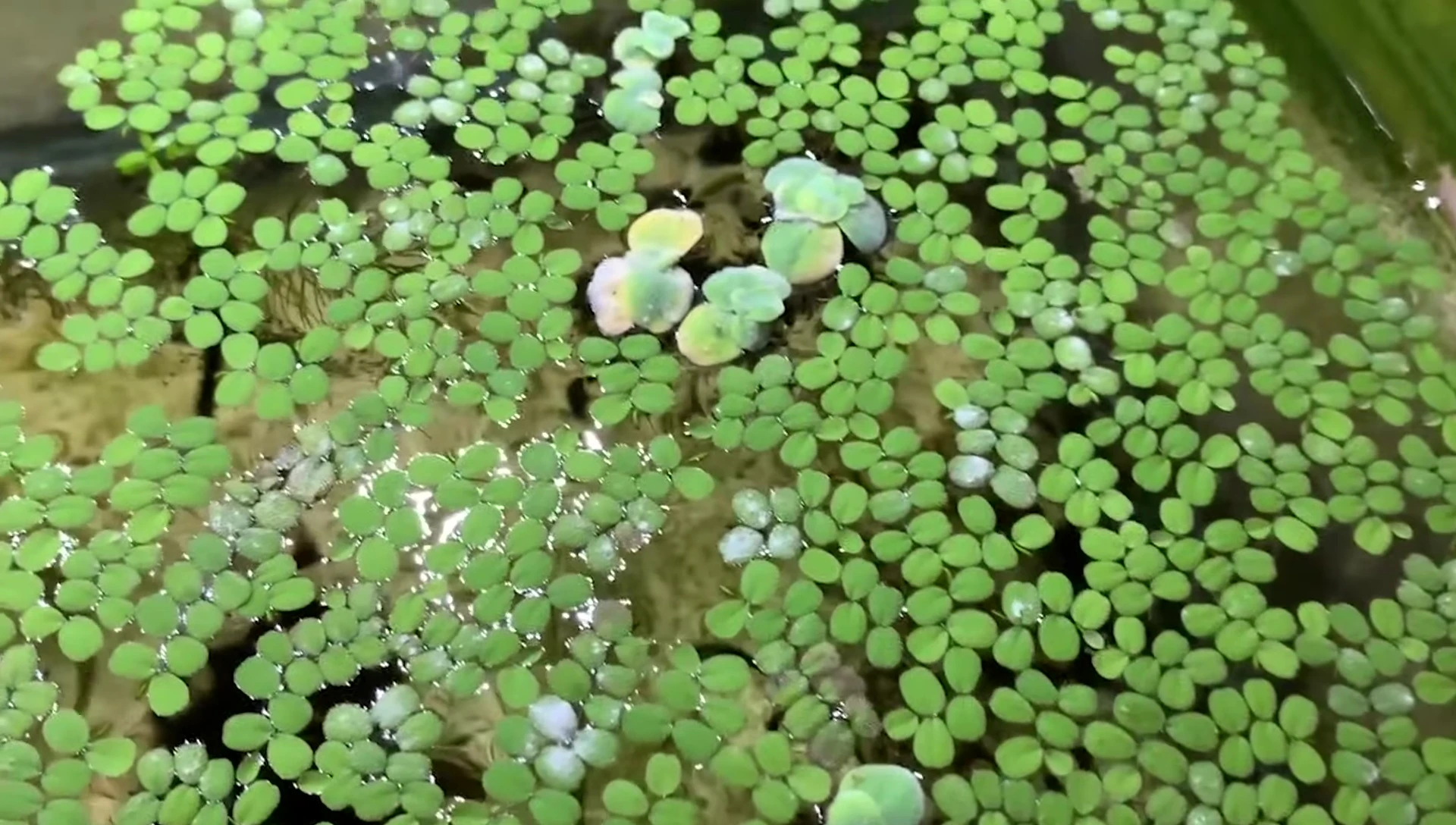 Close-up of floating plant roots providing shelter.