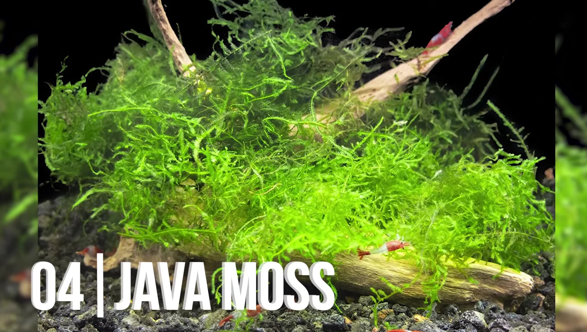 Java moss attached to driftwood in a beautifully landscaped tank.