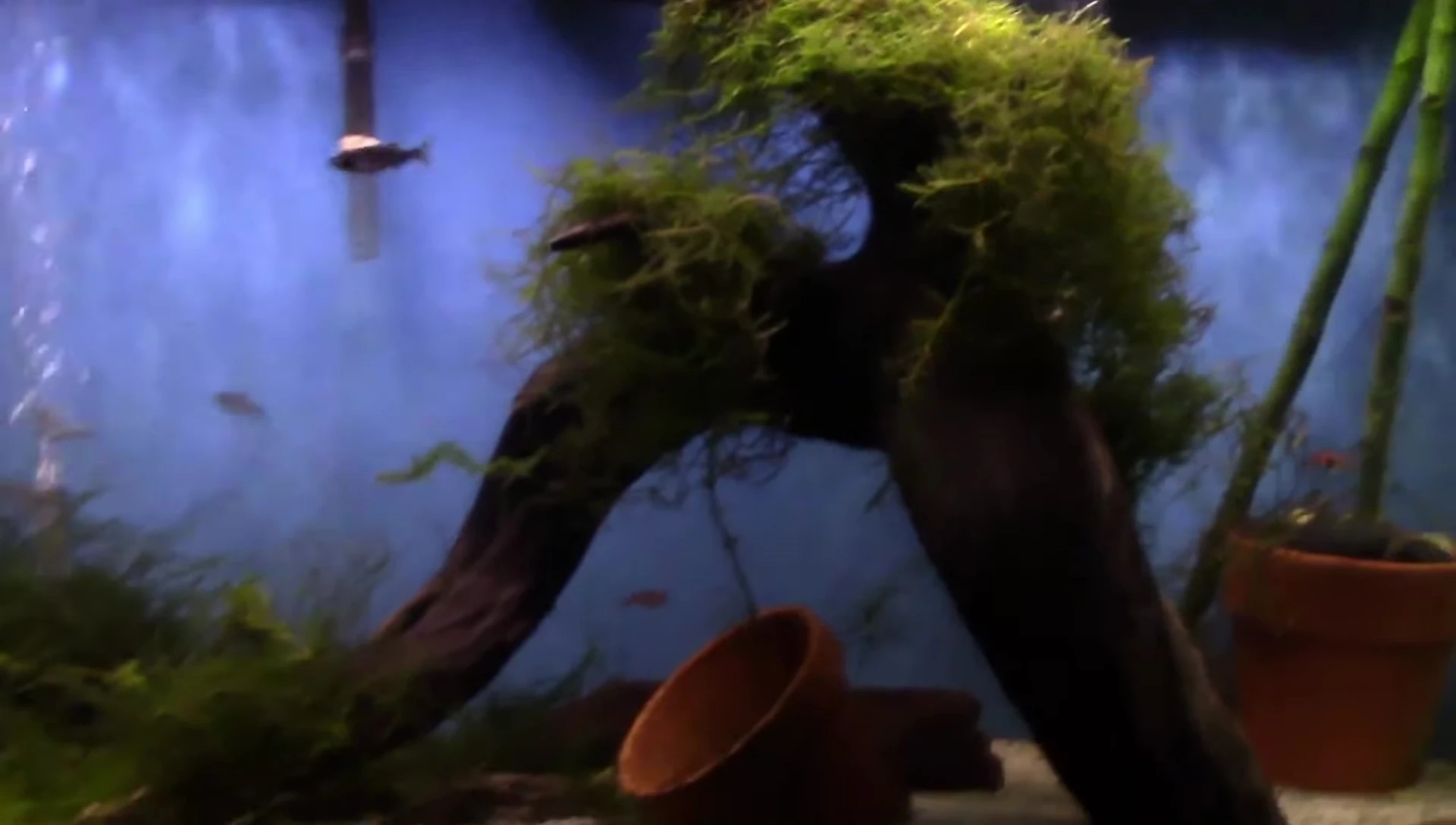 A closer look at the texture and growth of Java moss.