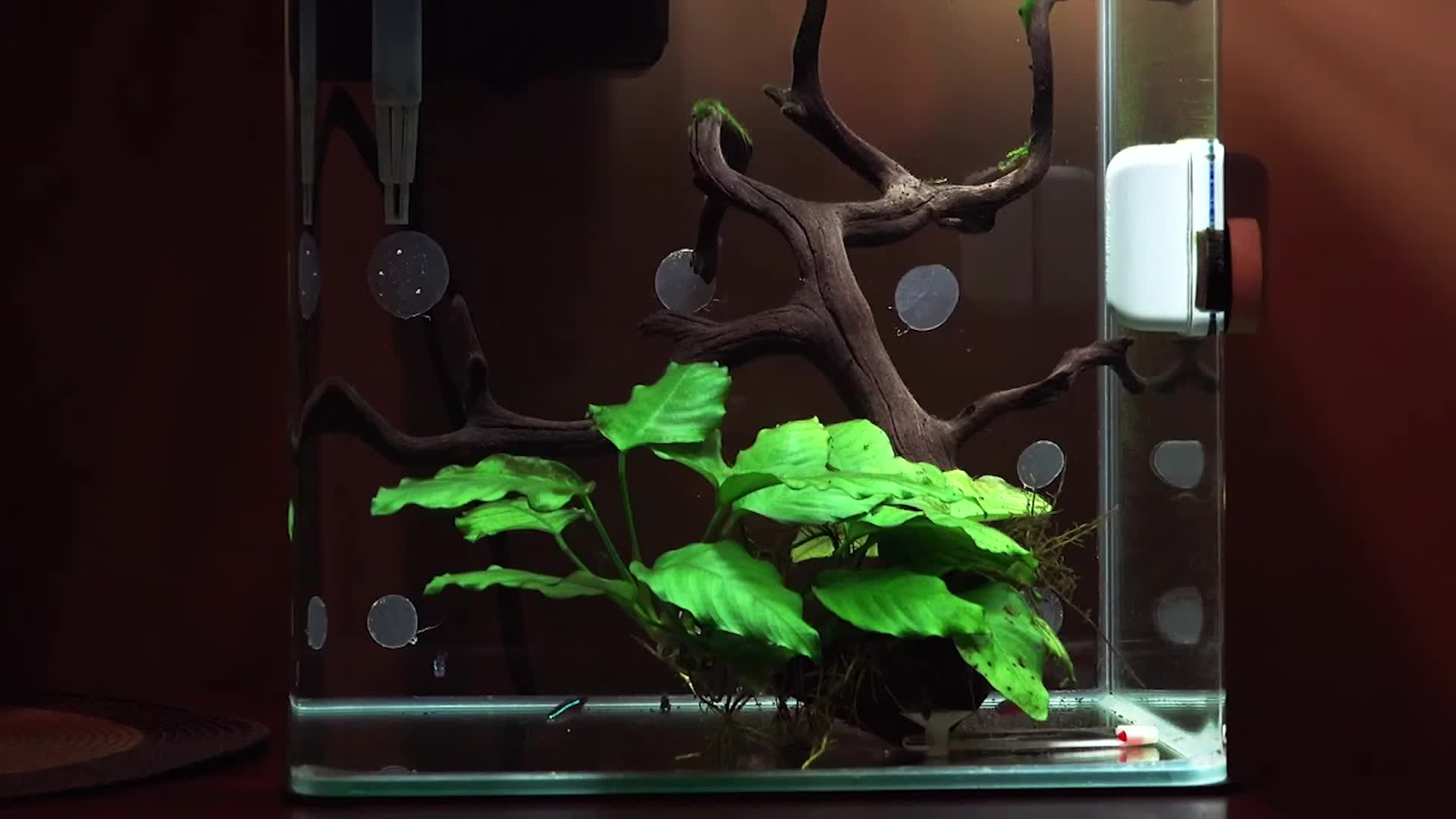 Close-up of an Anubias plant attached to driftwood.