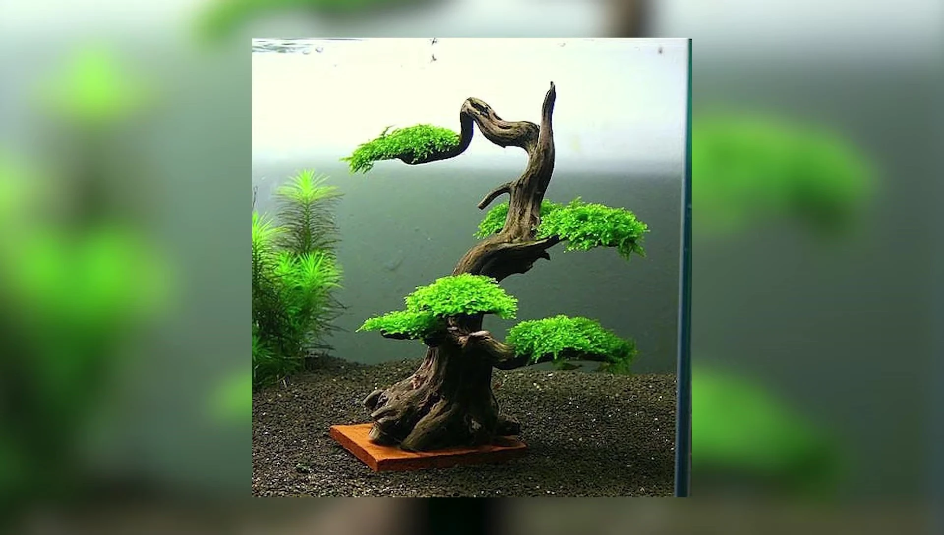 Water wisteria showcasing its unique leaf structure and roots.