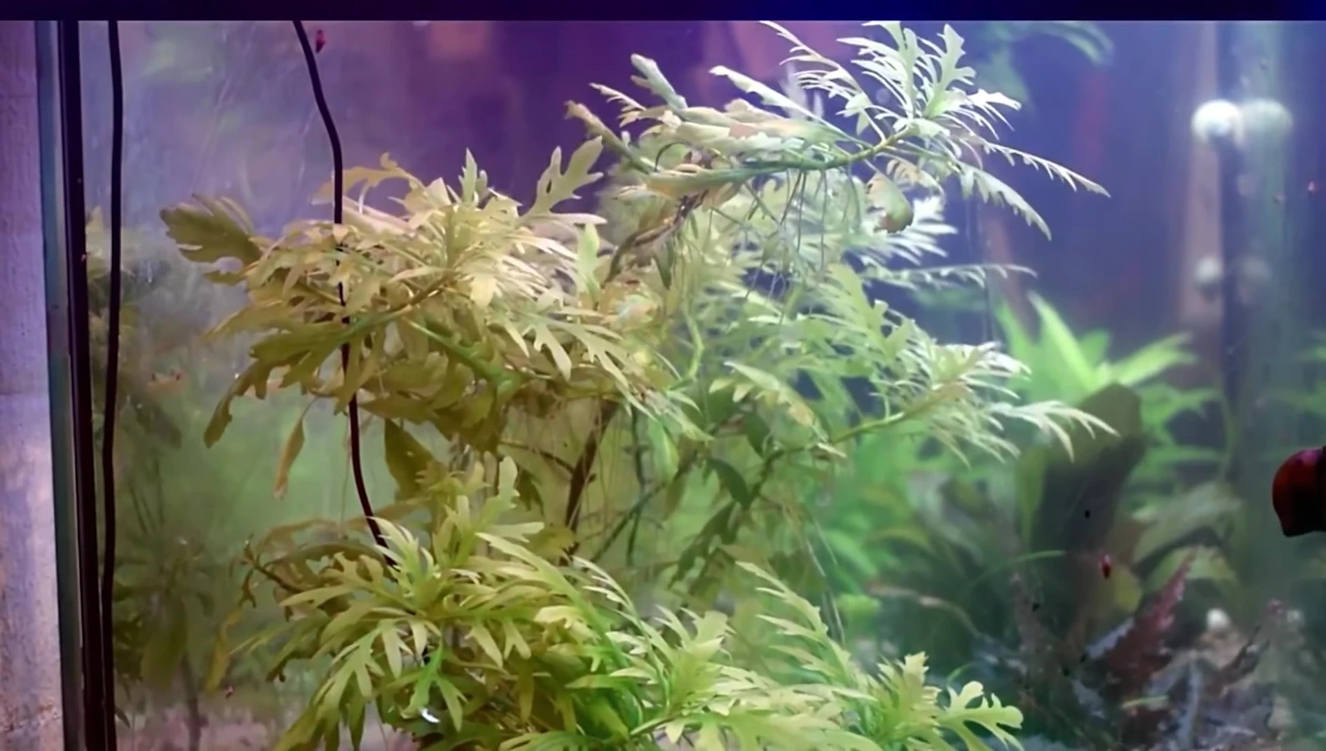 A thriving water wisteria plant in an aquarium.