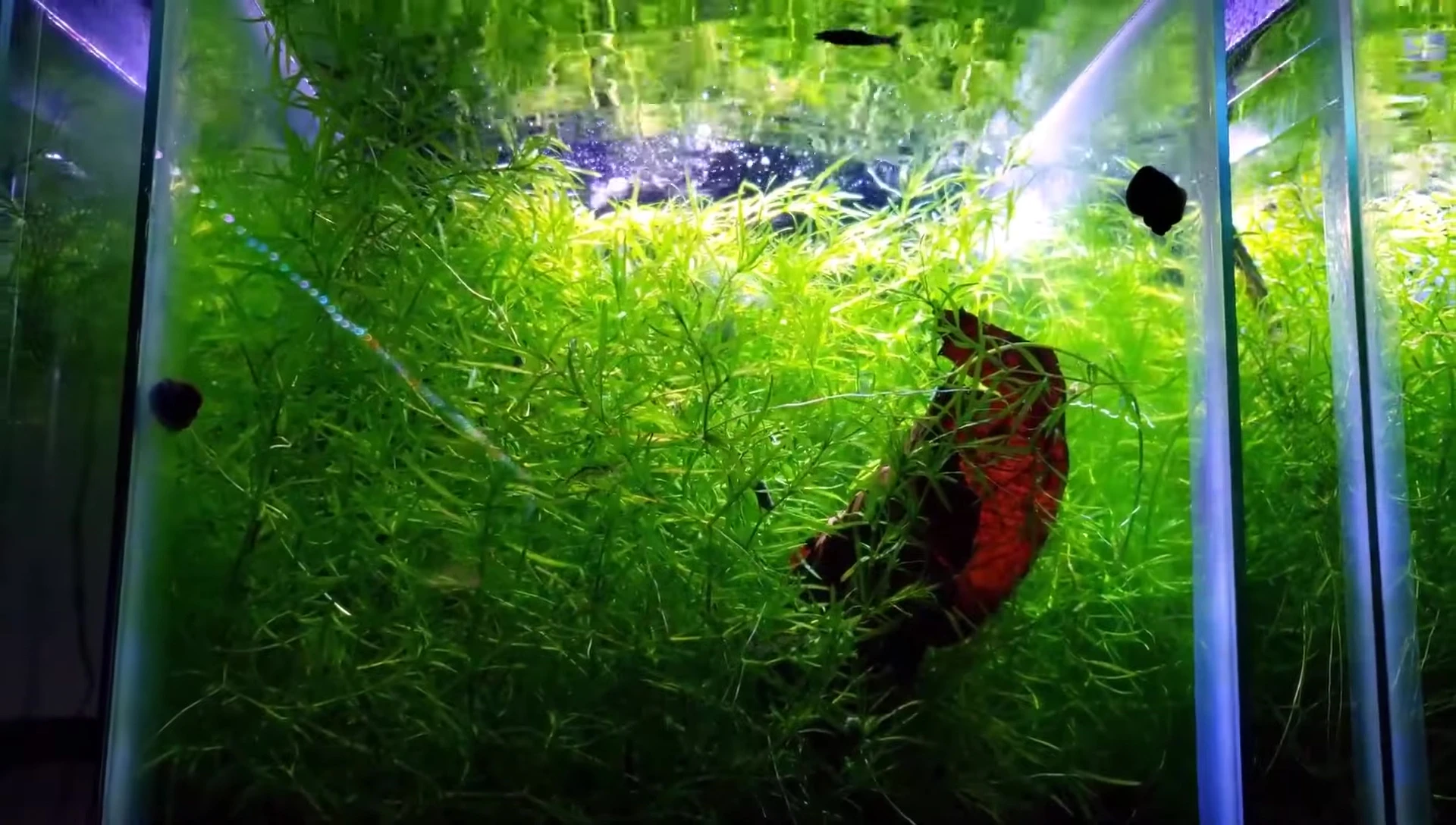A dense growth of Guppy grass in an aquarium.