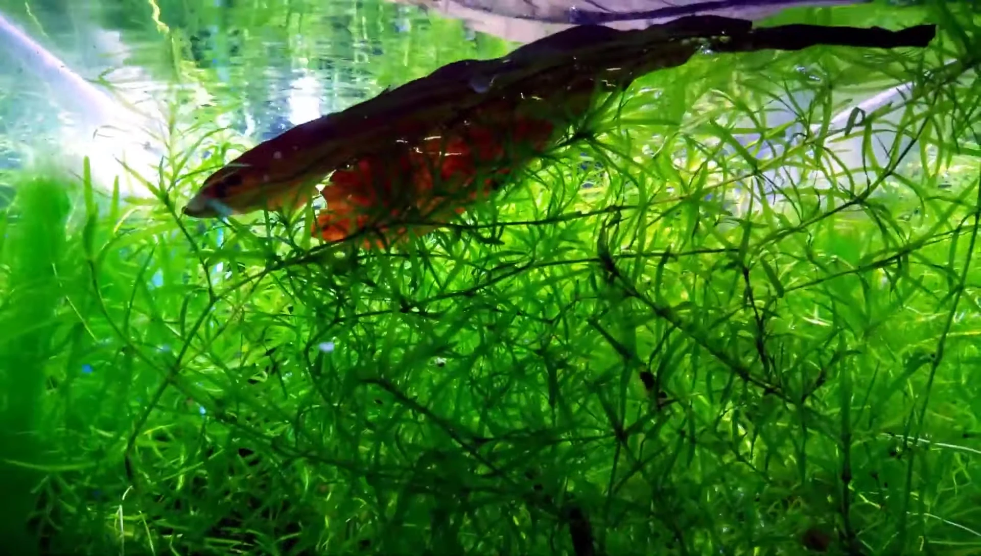 Shrimp foraging amongst the stems of Guppy grass.