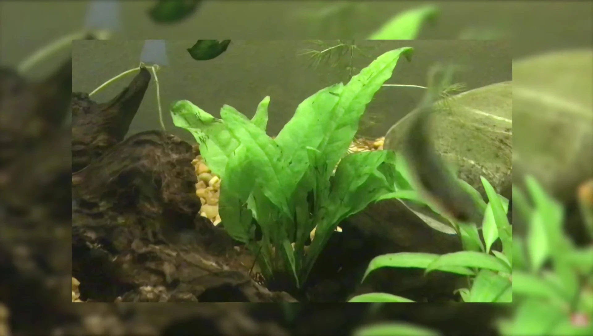 Java Fern attached to rocks in a fish tank.