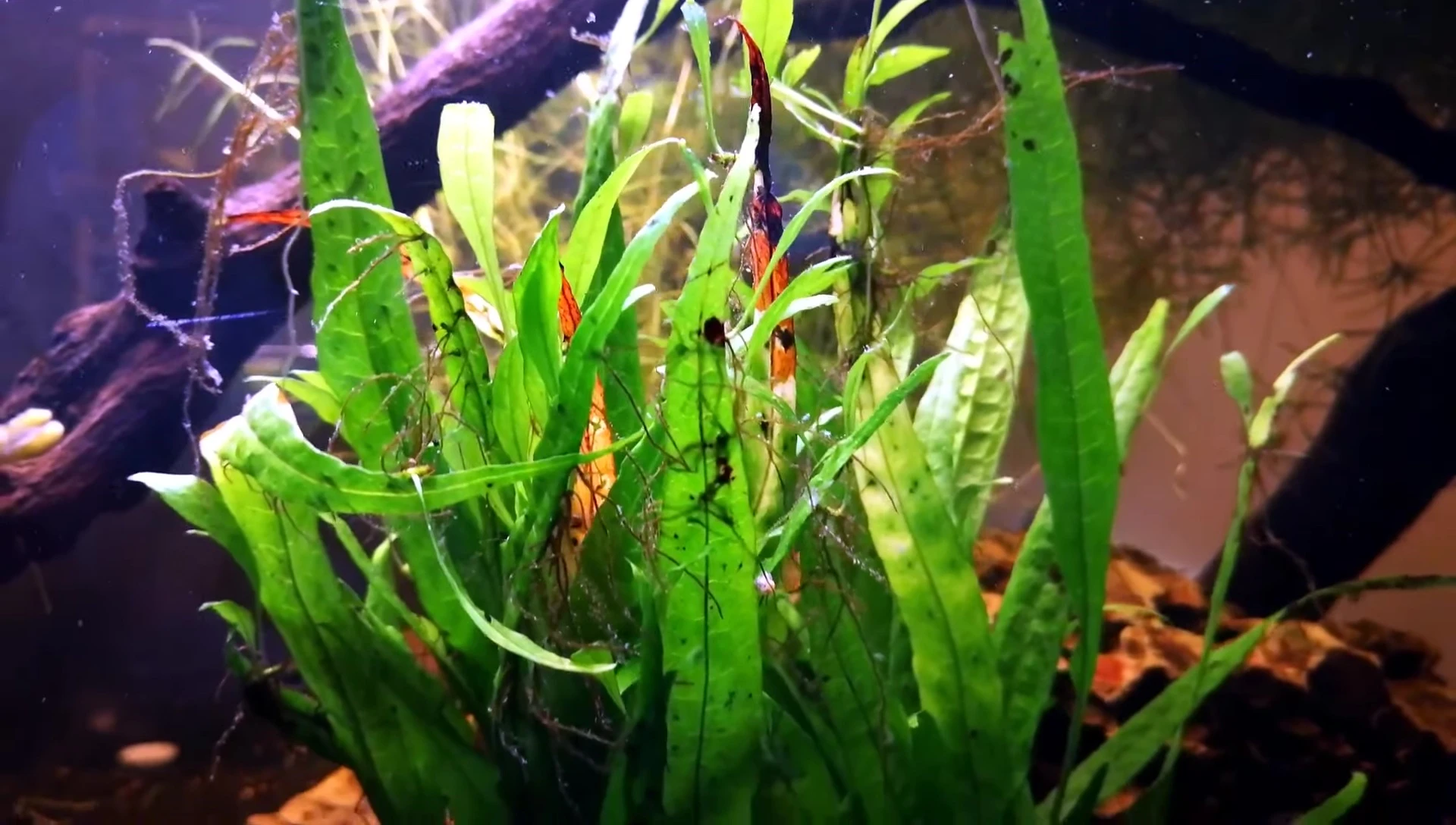 A large, healthy Java Fern plant showing its height and leaf structure.