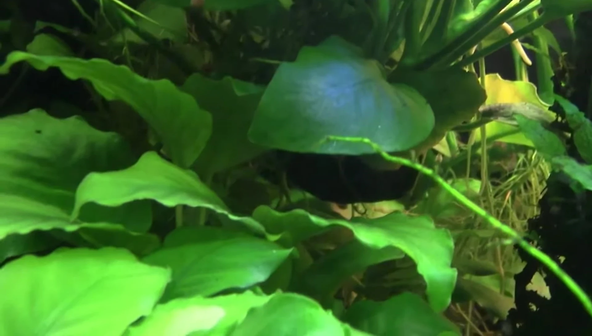 A healthy Anubias plant thriving in an aquarium.