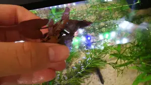 Top 10 Low-Maintenance Aquarium Plants: No Substrate Needed!