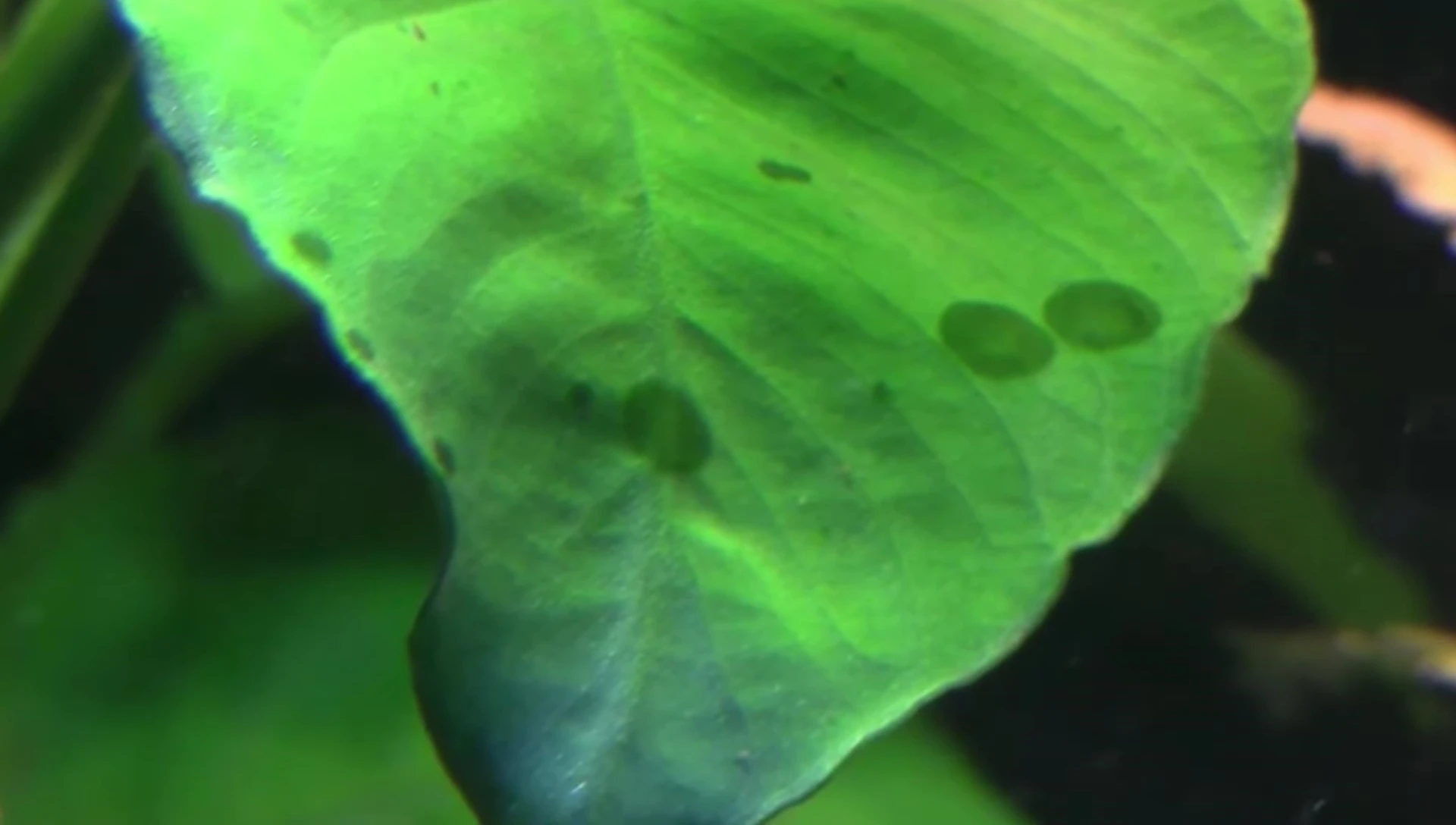 A dense clump of Hornwort floating in an aquarium.