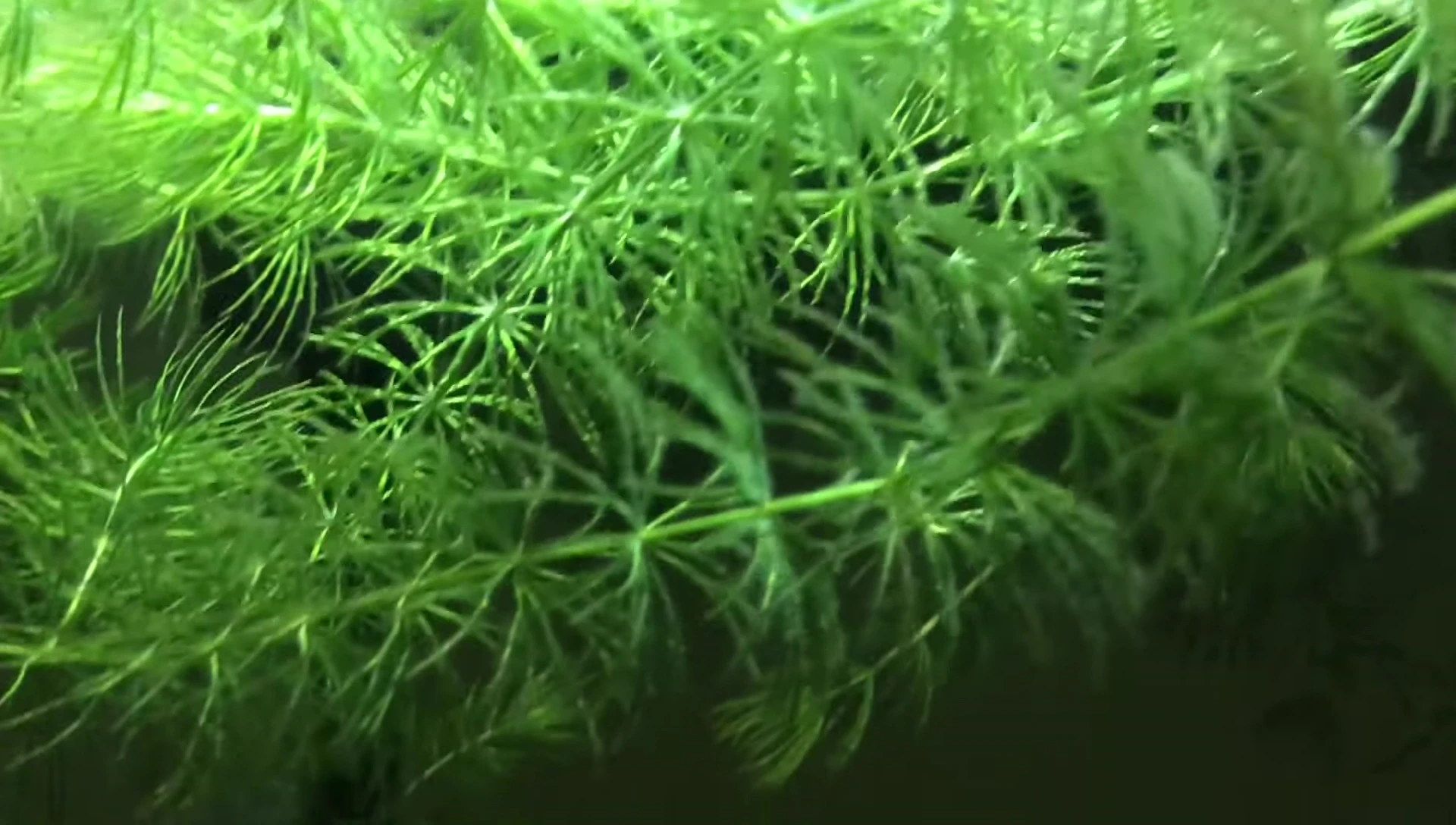 Hornwort leaves showcasing their needle-like structure.