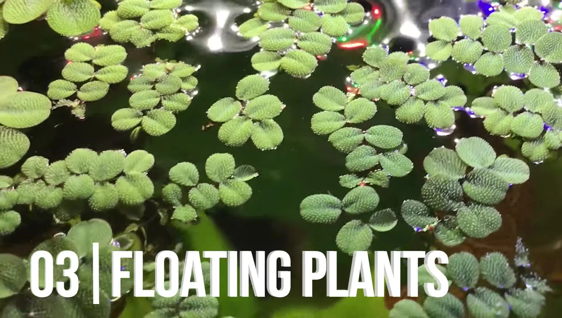 Various types of floating plants in a fish tank.