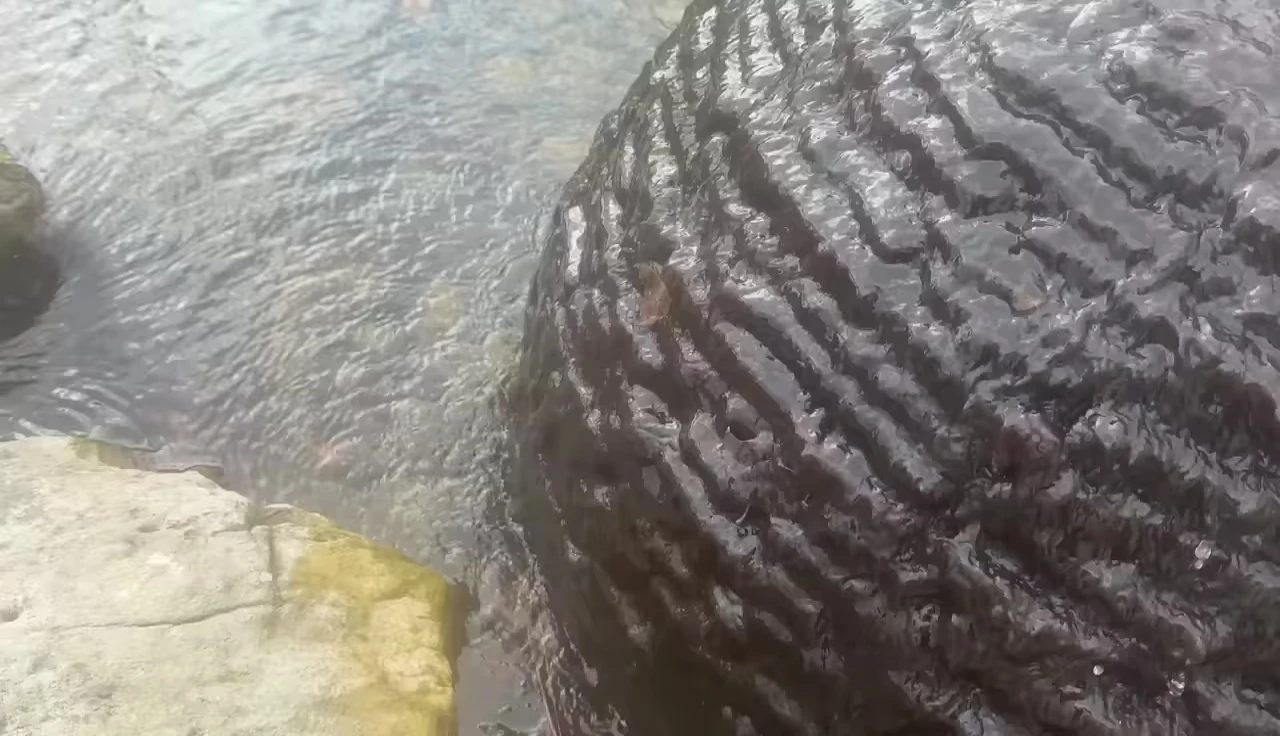 Java moss growing on rocks in a pond.