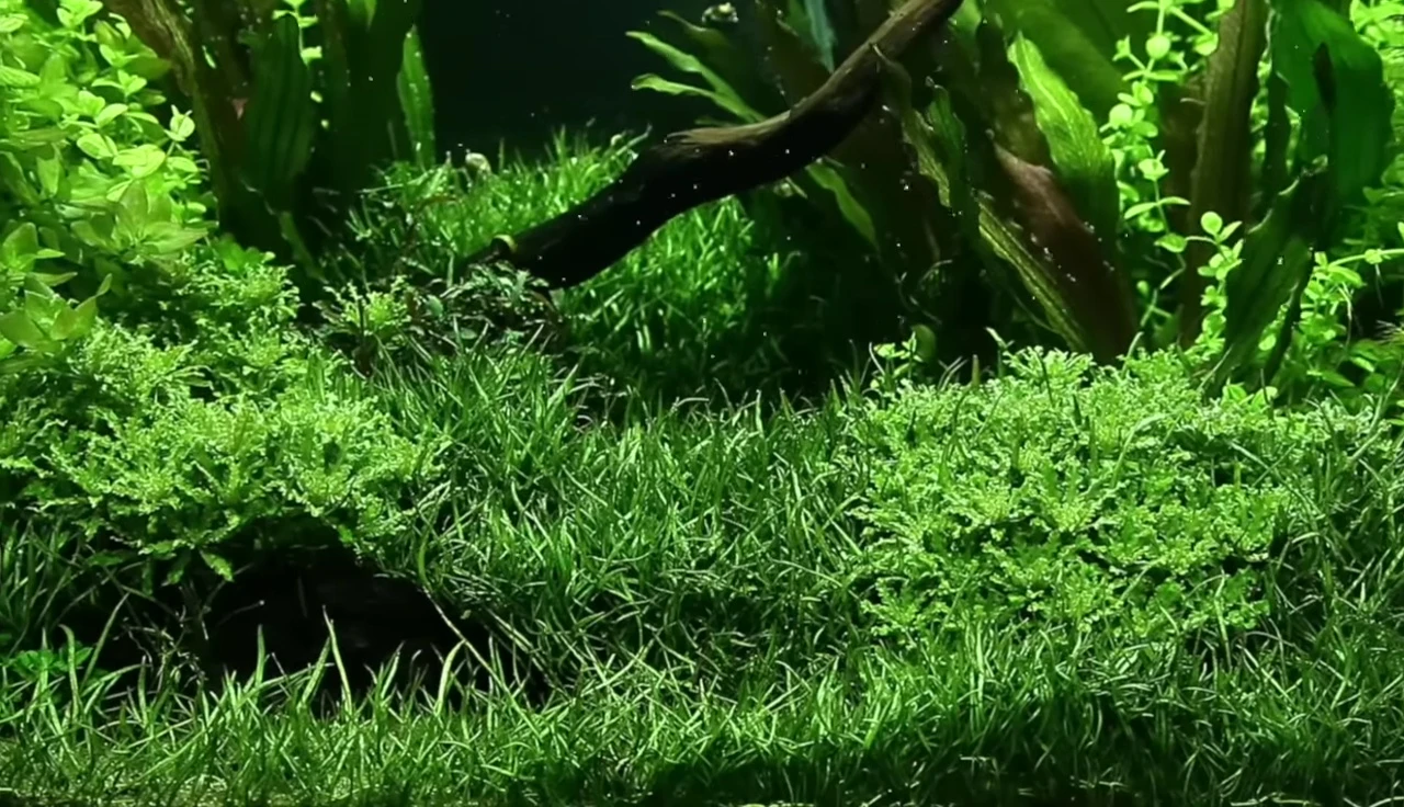 Micro Sword planted in an aquarium