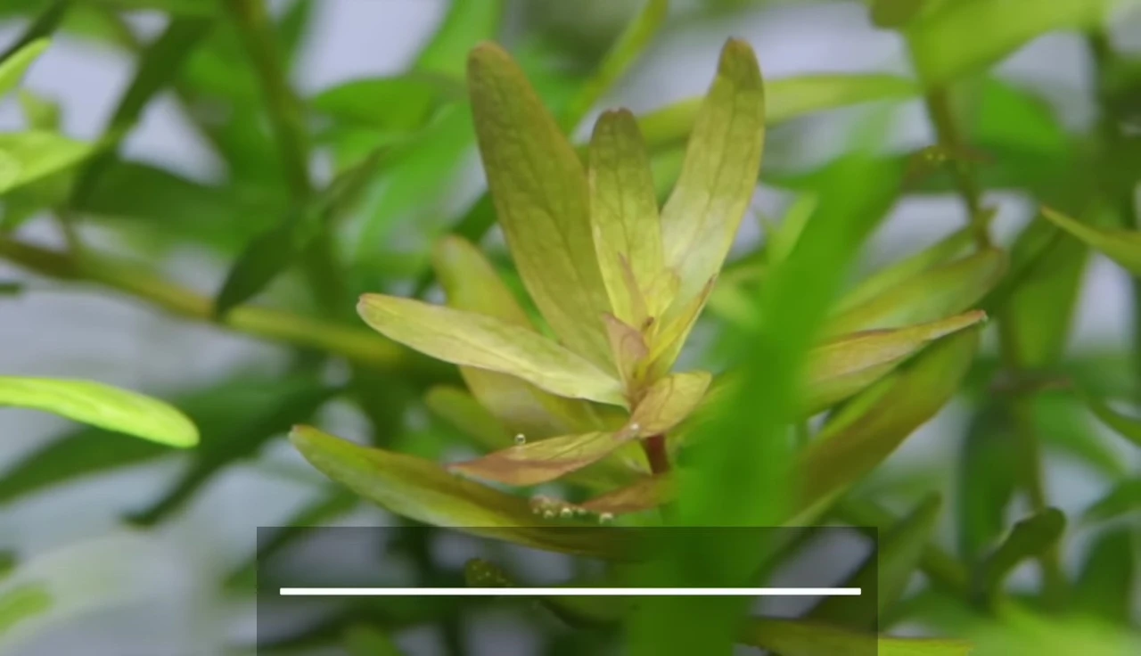 Rotala Rotundifolia growing tall in a tank.
