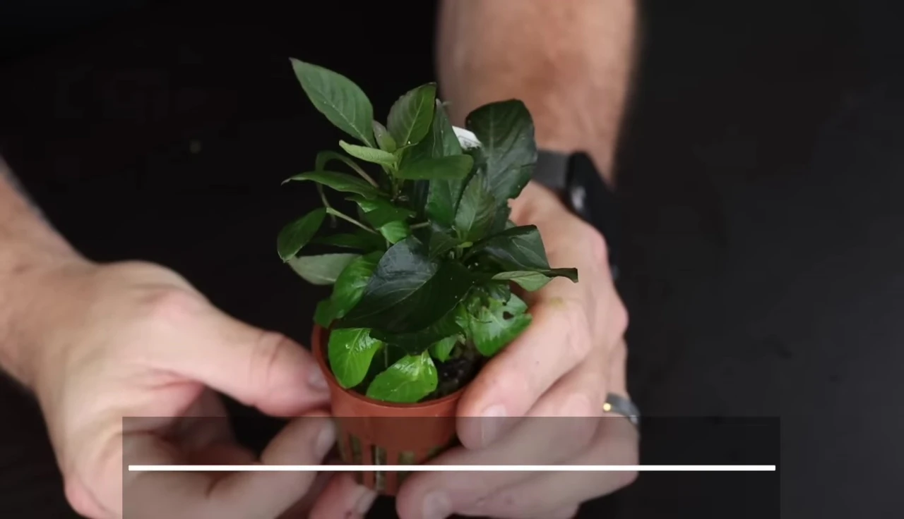 Hygrophila corymbosa 'Compact' showing its large leaves.