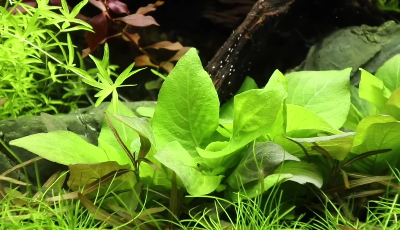 Hygrophila corymbosa 'Compact' planted in a group.