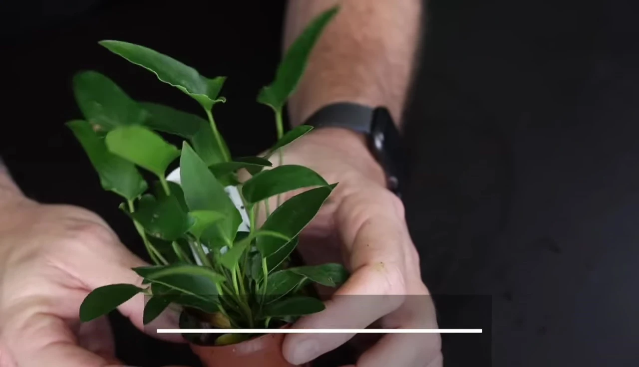 Anubias attached to a piece of wood.