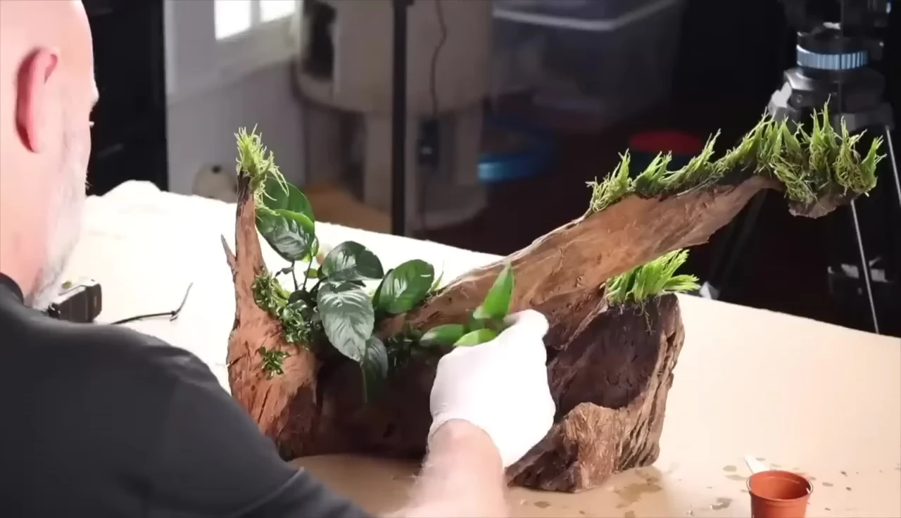 Anubias attached to rocks.