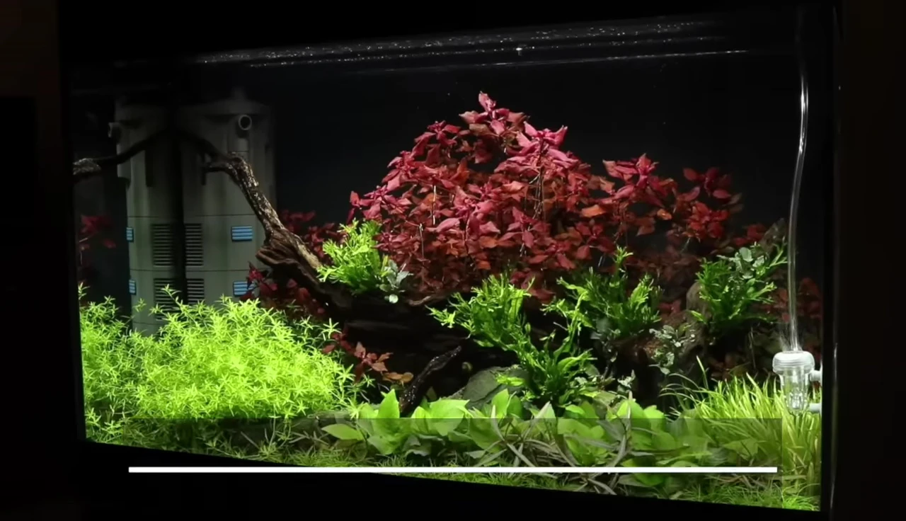 Ludwigia Repens 'Rubin' showing its red color.