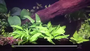 Easiest Aquarium Plants: A Beginner's Guide to Low-Maintenance Greens