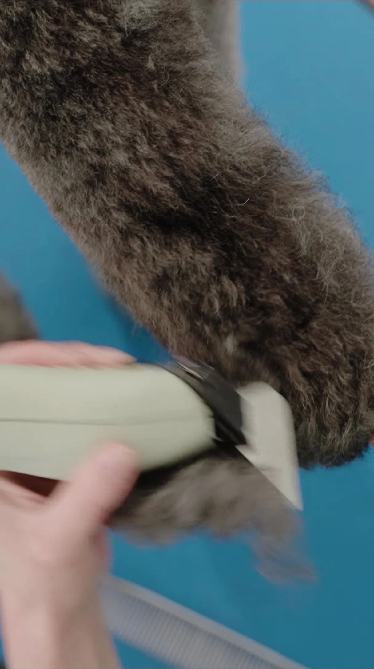 Image showing the Wahl KMC+ clipper being used corded.