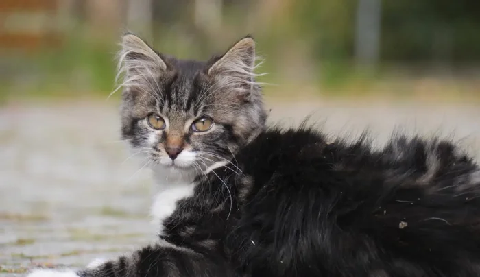 Assess the situation: Identify the sticky substance and determine if it's toxic. If toxic, prevent licking and contact your vet immediately (116.54).