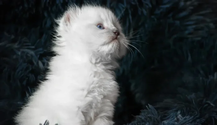 Chewing Gum: 1. Apply ice to harden the gum (185.58). 2. Gently peel away the hardened gum (191.64). 3. If necessary, use cooking oil to loosen the gum (199.56). 4. As a last resort, carefully trim the affected fur (176.28).