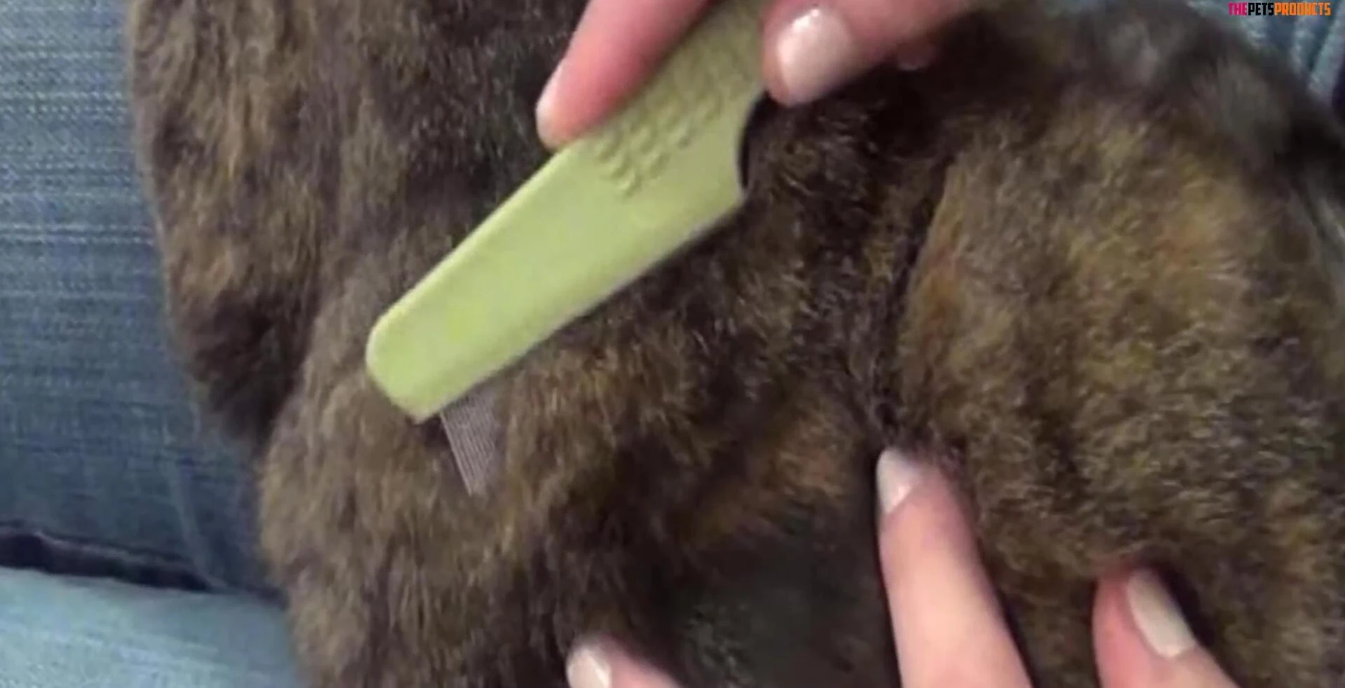 Using the Safari Flea Comb on a cat