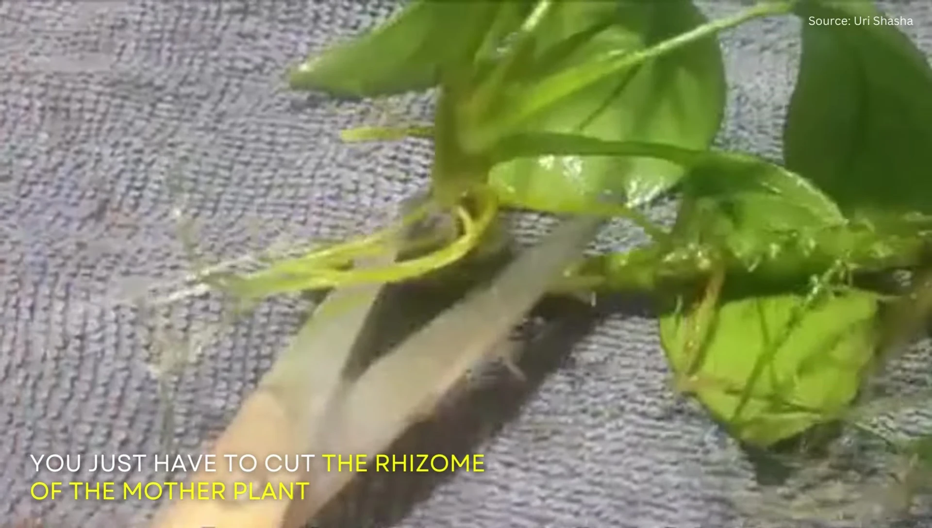 Close-up of Anubias Nana rhizome being cut.