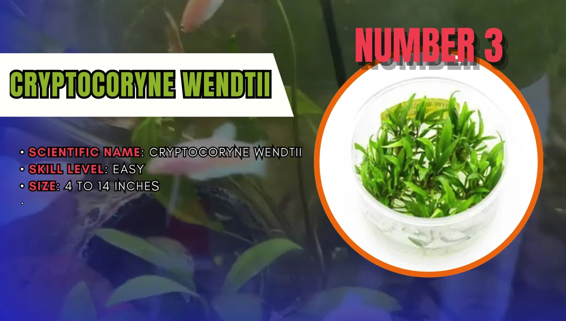Various Cryptocoryne wendtii plants showcasing their color variations.