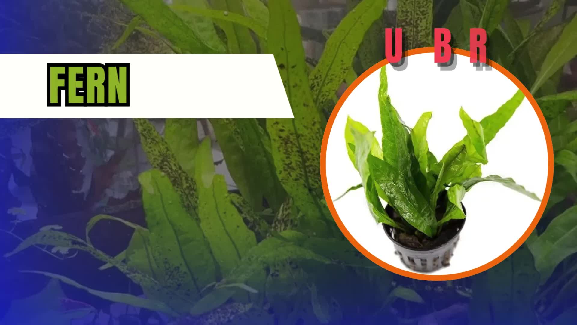 Close-up of a Java Fern plant.
