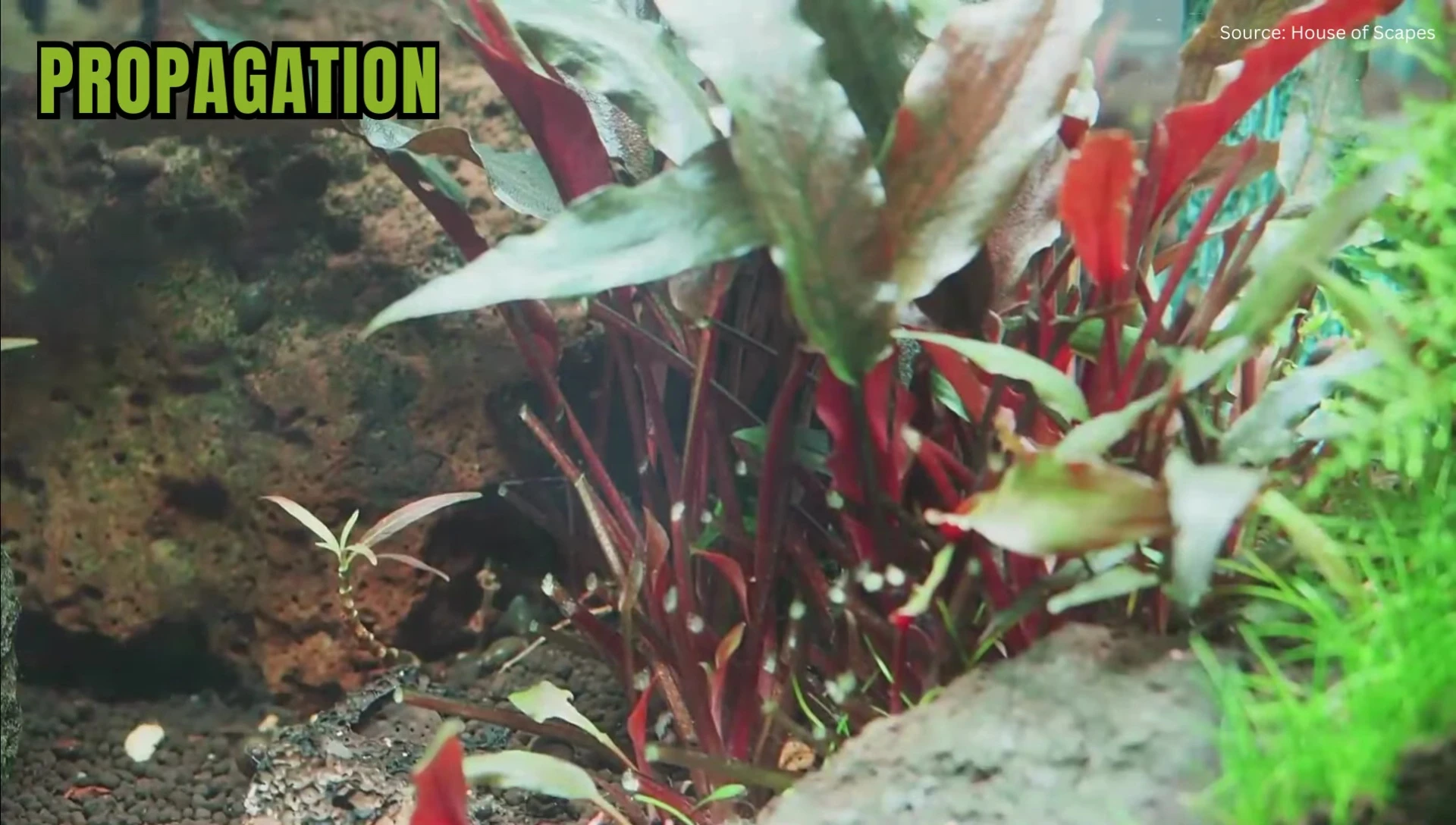 Illustrating the propagation method of Cryptocoryne wendtii by rhizome cutting.