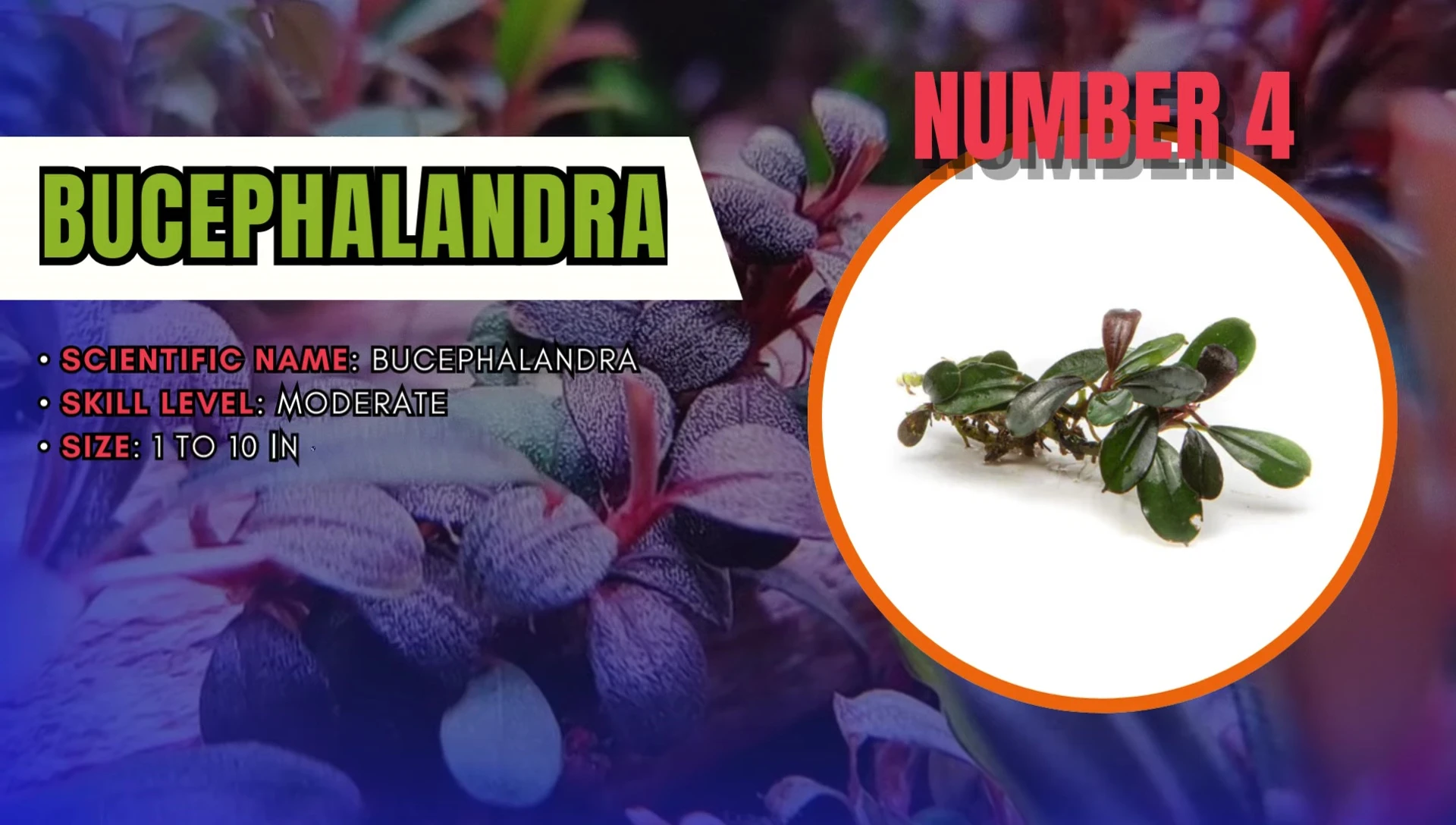 A Rotala rotundifolia plant showcasing its unique leaf coloration.
