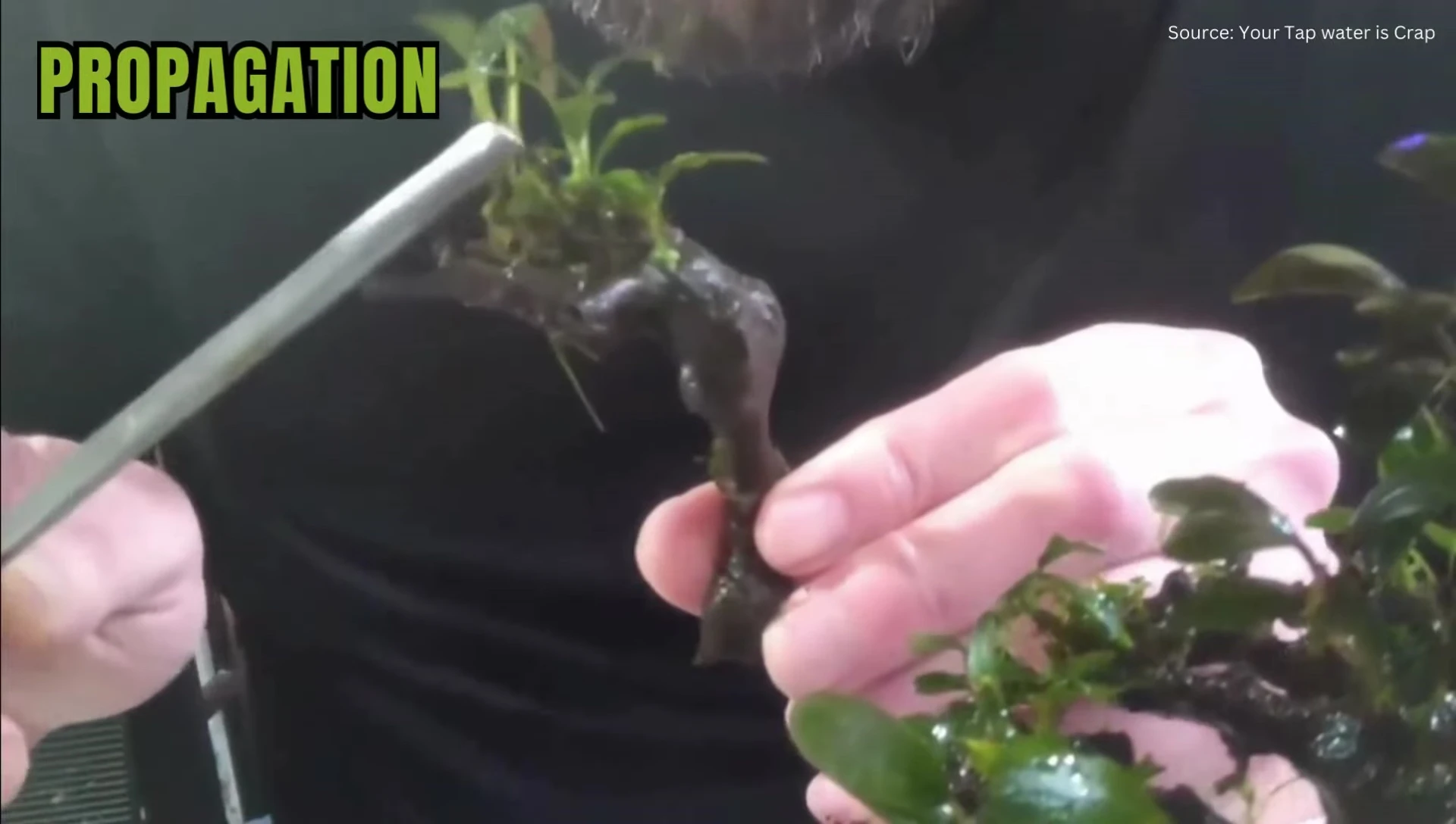 Rotala rotundifolia rhizome being cut for propagation.