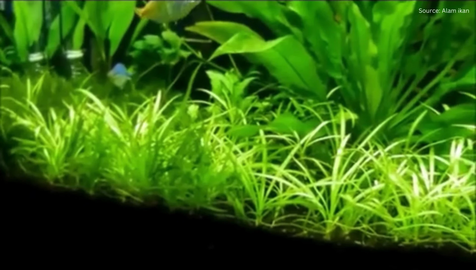 Dwarf Sagittaria runner being separated for propagation.