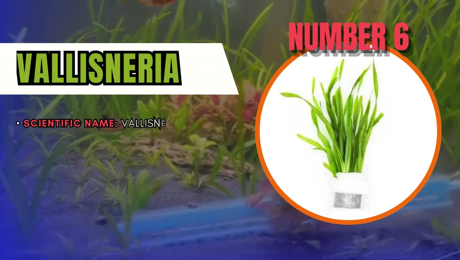 Vallisneria plant showcasing its bright green leaves.