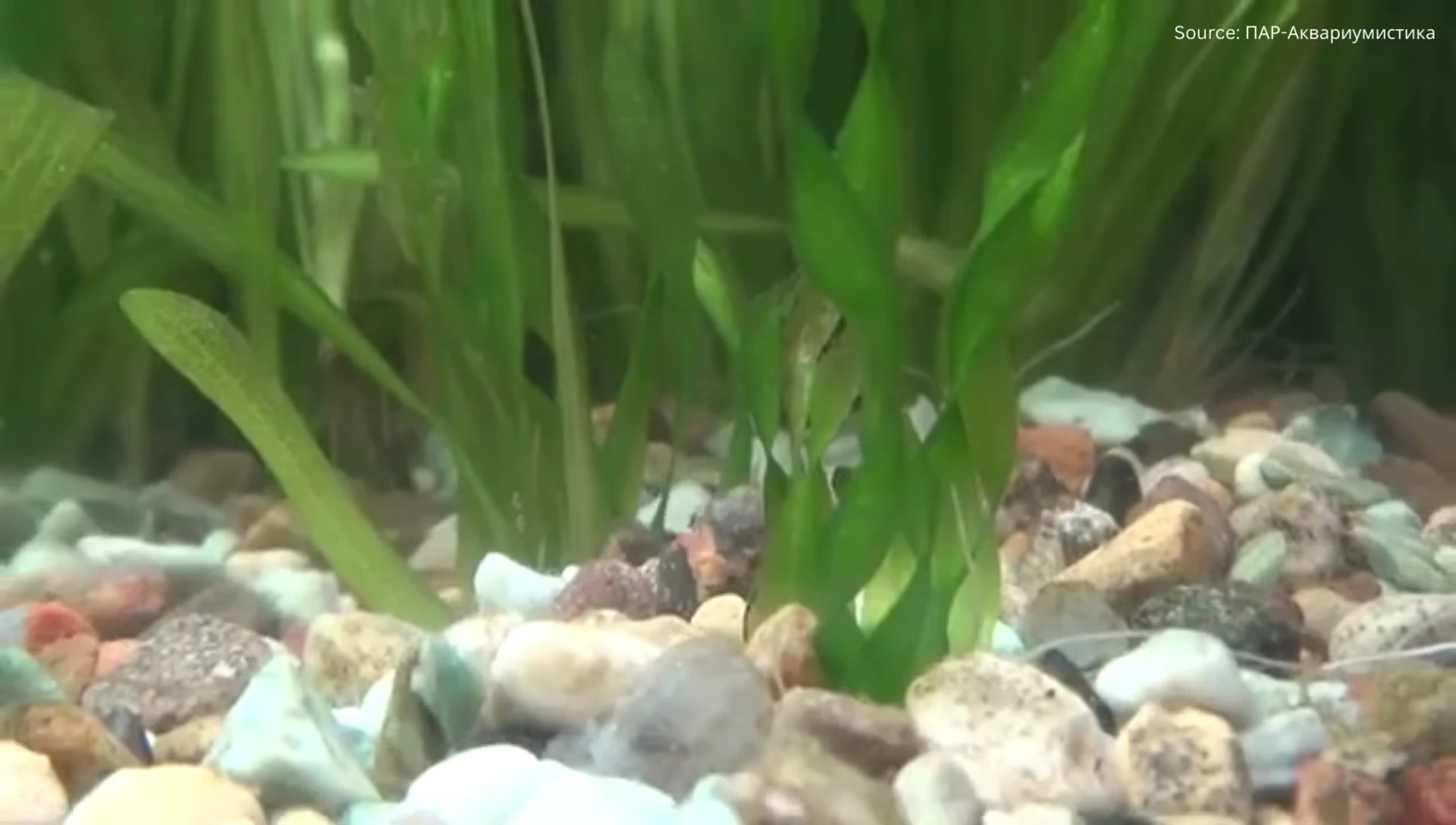 Vallisneria runners extending across the substrate.