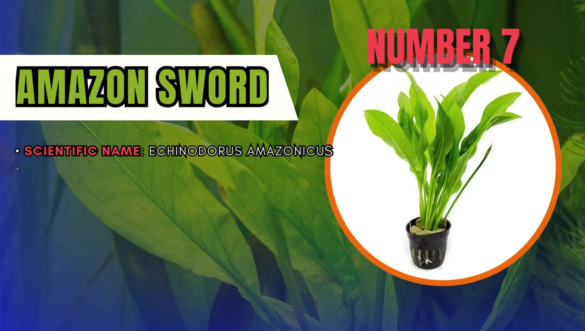 Amazon Sword Plant in a planted aquarium.