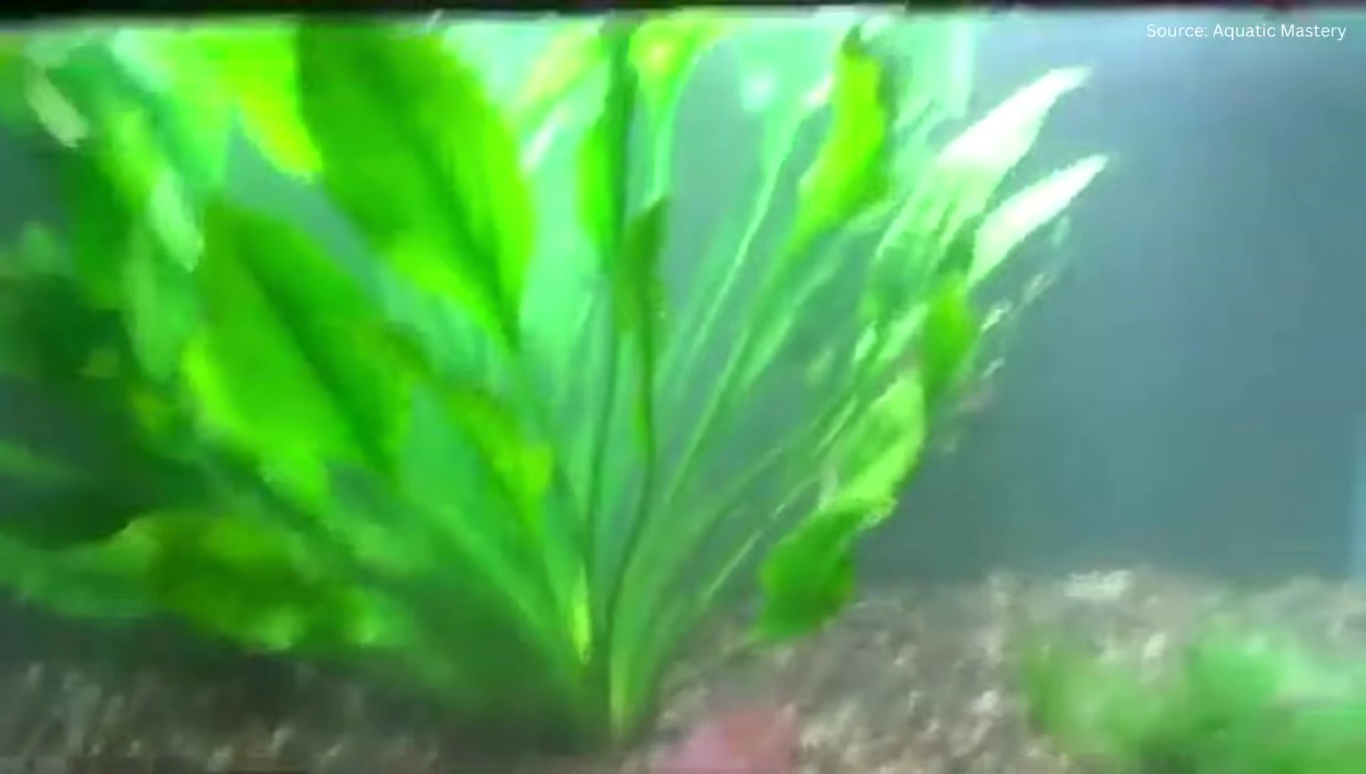Amazon Sword Plant runners spreading through the substrate.