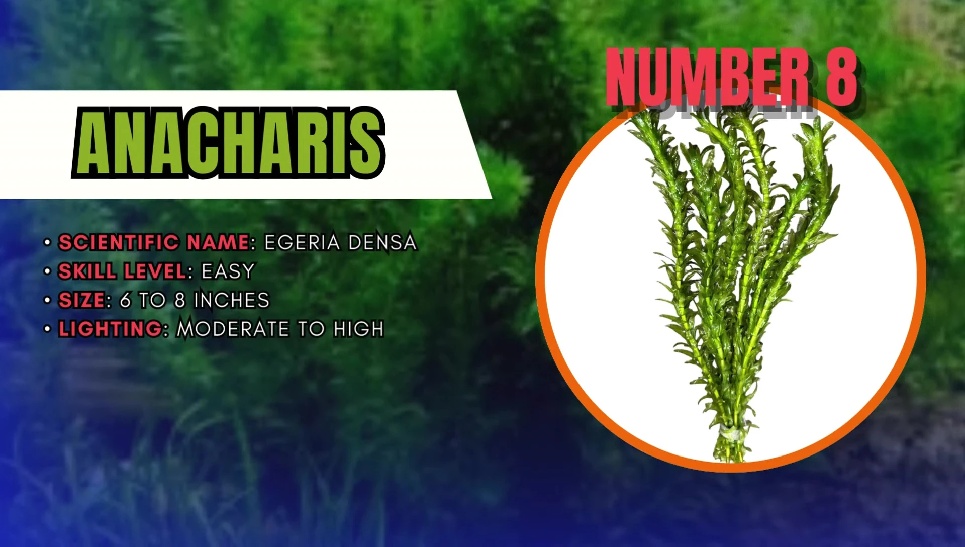 Anacris plant showcasing its leaf structure and growth pattern.