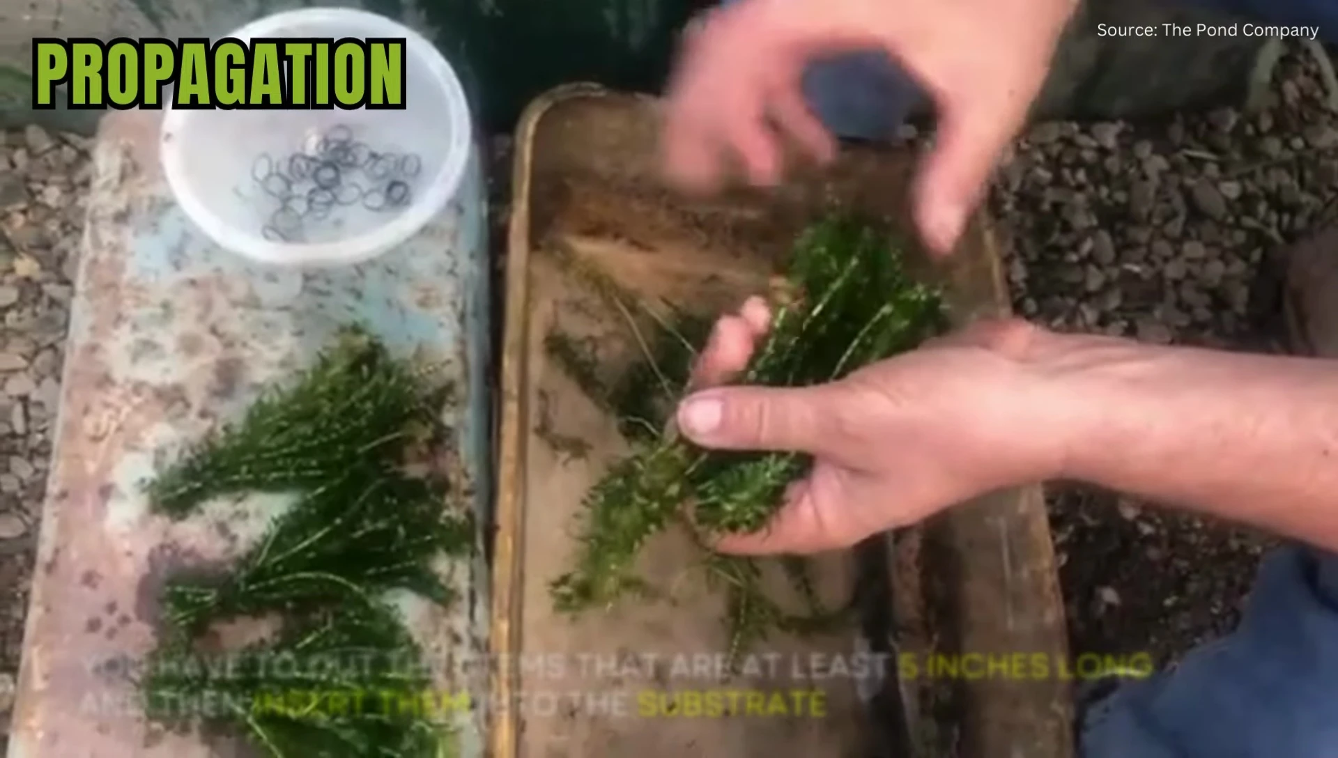 Anacris stems being cut for propagation.