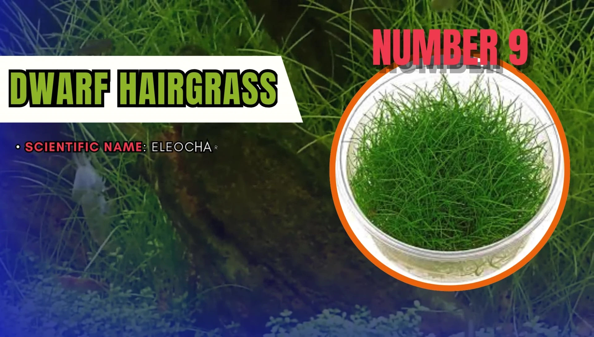 Dwarf Hairgrass creating a lush green carpet effect.