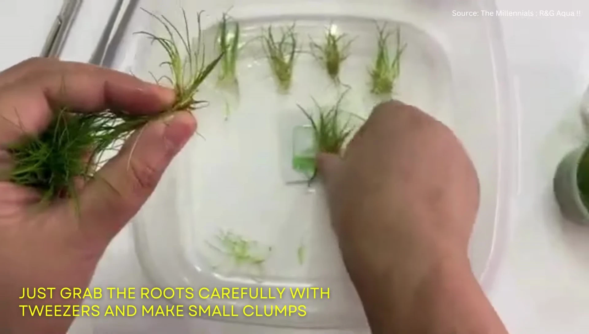 Separating Dwarf Hairgrass clumps for propagation.