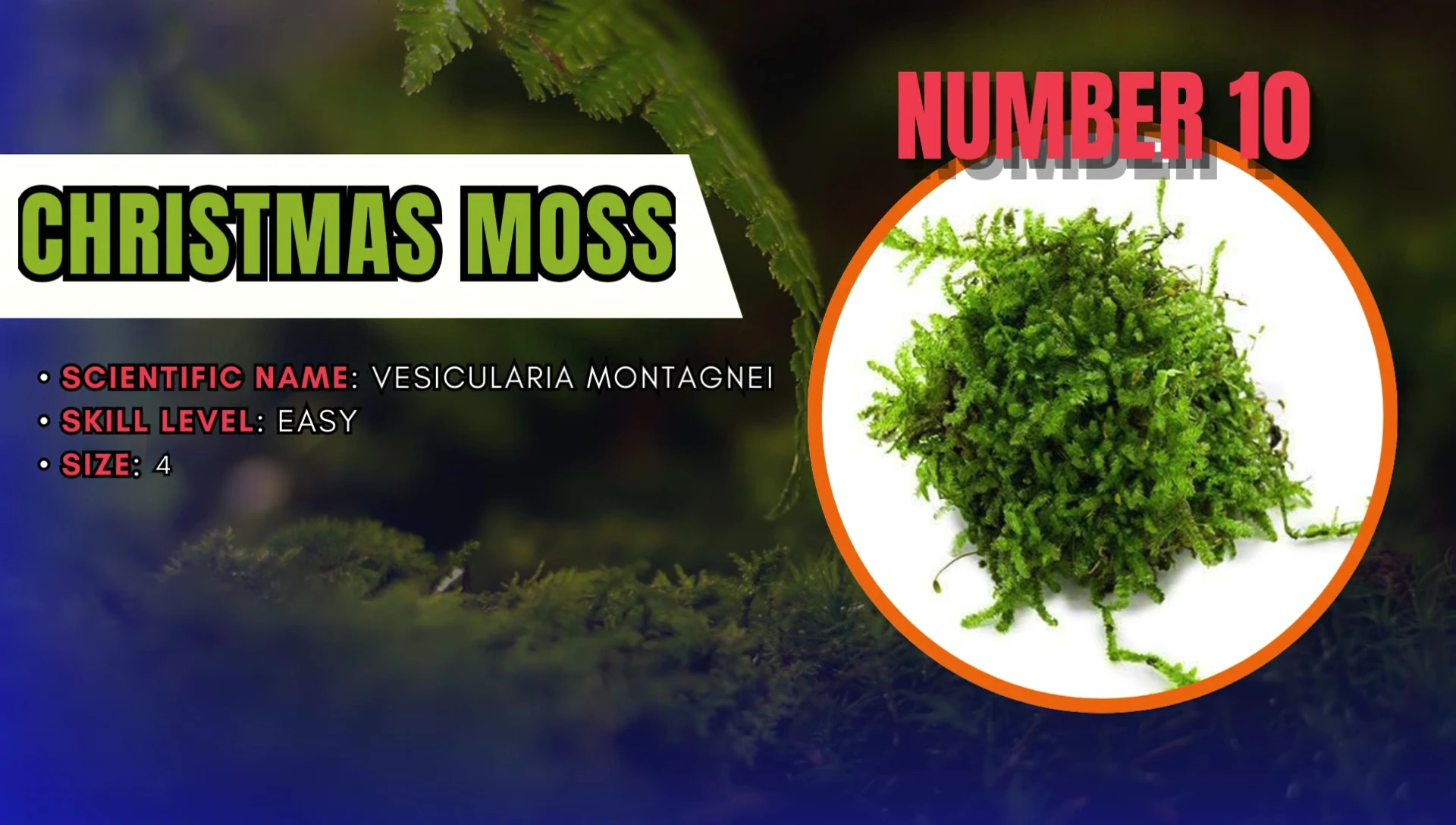 Christmas Moss in a planted tank.