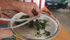 Top 10 Aquarium Plants Thriving in Gravel Substrates