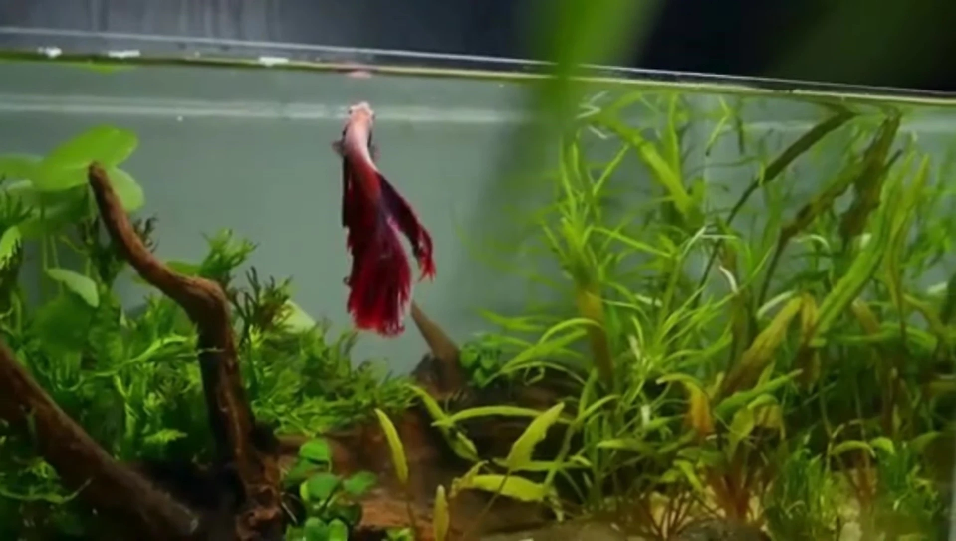 Illustrative shot of propagating Java Fern.