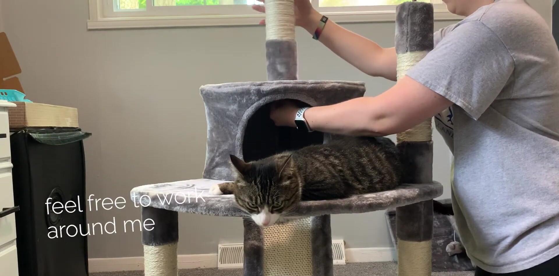 Overview of the cat tree features
