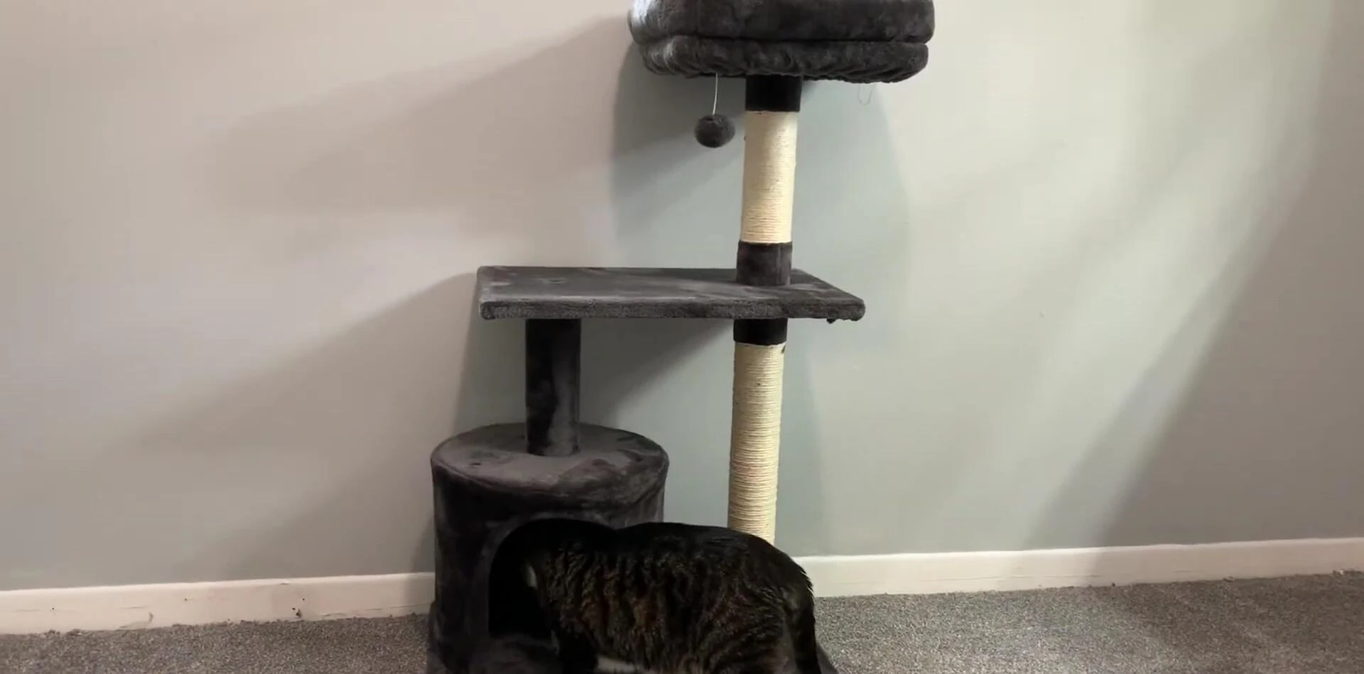 Cat using the condo