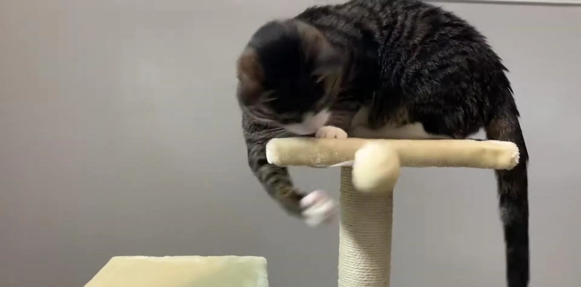 Cat sitting on a perch